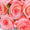 Букет розовых роз 3